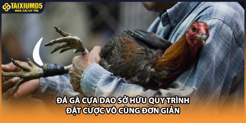 Đá gà cựa dao sở hữu quy trình đặt cược vô cùng đơn giản