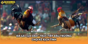 Đá Gà Cựa Dao - Trực Tiếp Đấu Trường Chọi Kê Kịch Tính