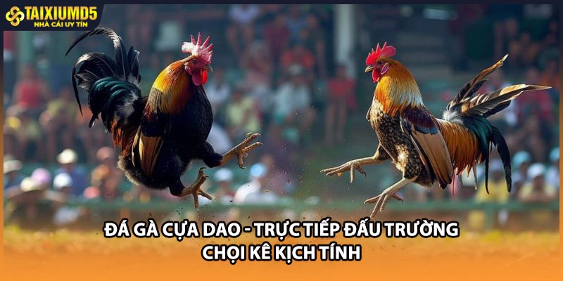 Đá Gà Cựa Dao - Trực Tiếp Đấu Trường Chọi Kê Kịch Tính