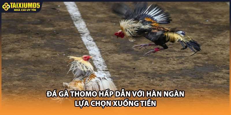 Đá gà Thomo hấp dẫn với hàn ngàn lựa chọn xuống tiền