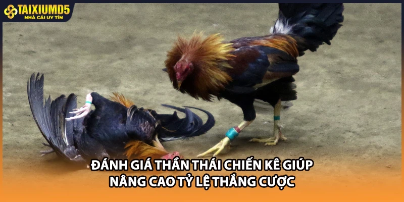 Đánh giá thần thái chiến kê giúp nâng cao tỷ lệ thắng cược