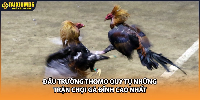 Đấu trường Thomo quy tụ những trận chọi gà đỉnh cao nhất