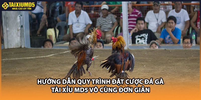 Hướng dẫn quy trình đặt cược đá gà Tài xỉu MD5 vô cùng đơn giản