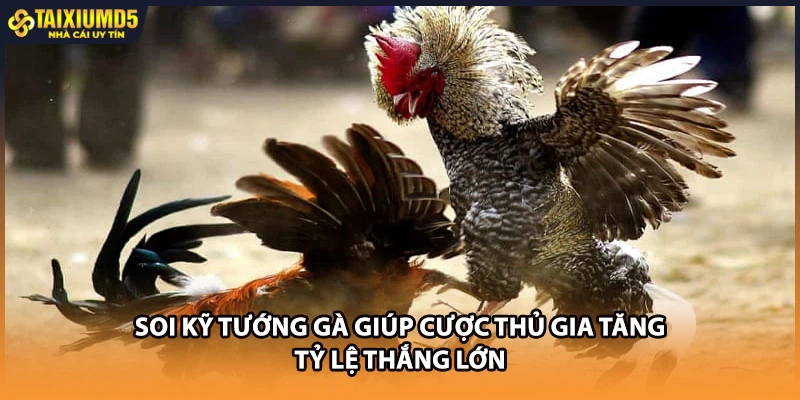 Soi kỹ tướng gà giúp cược thủ gia tăng tỷ lệ thắng lớn