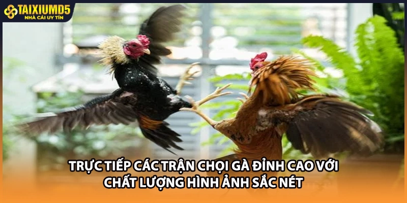 Trực tiếp các trận chọi gà đỉnh cao với chất lượng hình ảnh sắc nét